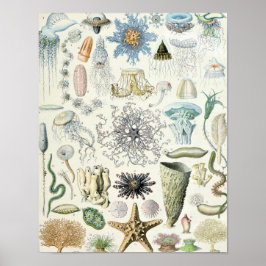 Póster Ilustracion de vida marina vintage