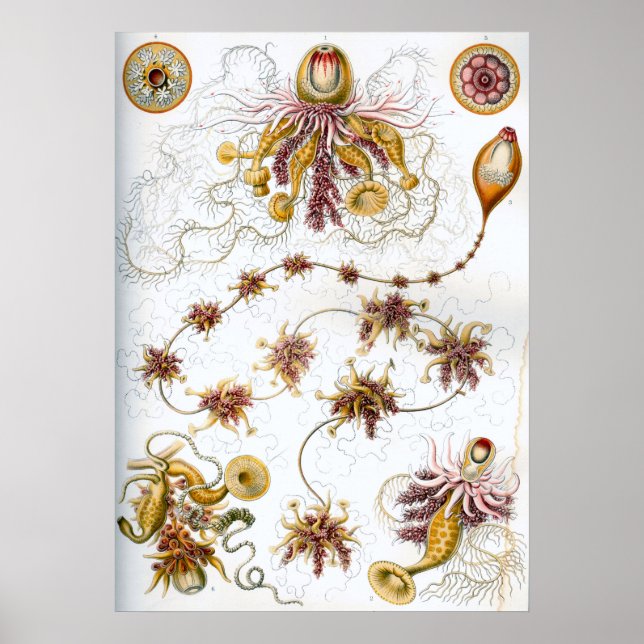 Póster Ilustracion de vida marina vintage (Frente)