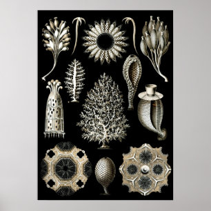 Póster Ilustracion de vida marina vintage