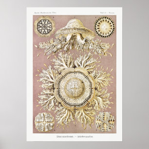 Póster Ilustracion de vida marina vintage