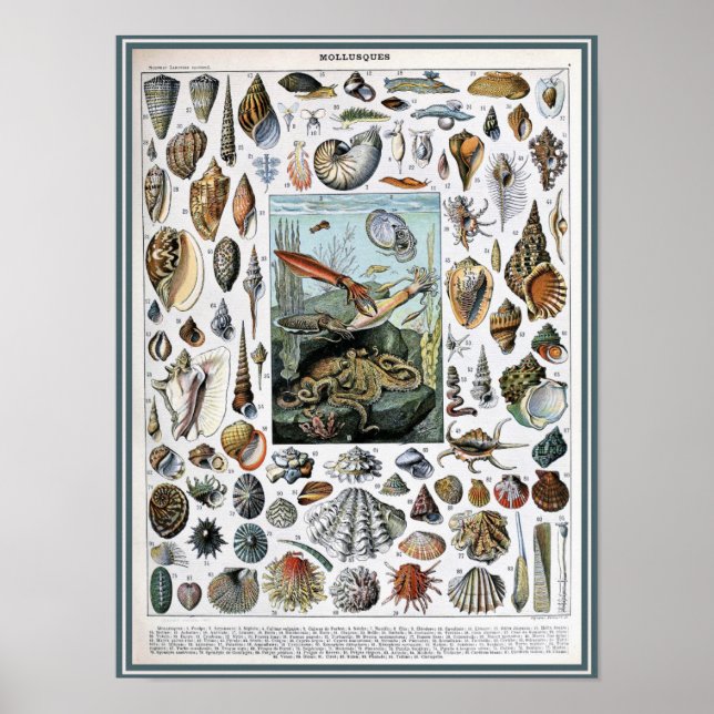 Póster Ilustracion de vida marina vintage (Frente)
