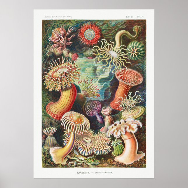 Póster Ilustracion de vida marina vintage (Frente)