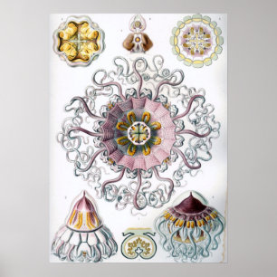 Póster Ilustracion de vida marina vintage