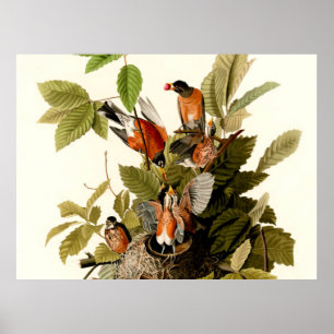Póster Ilustración de vida silvestre del petirrojo americ