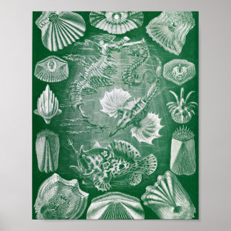 Póster Ilustración de zoología marina de peces óseos anti