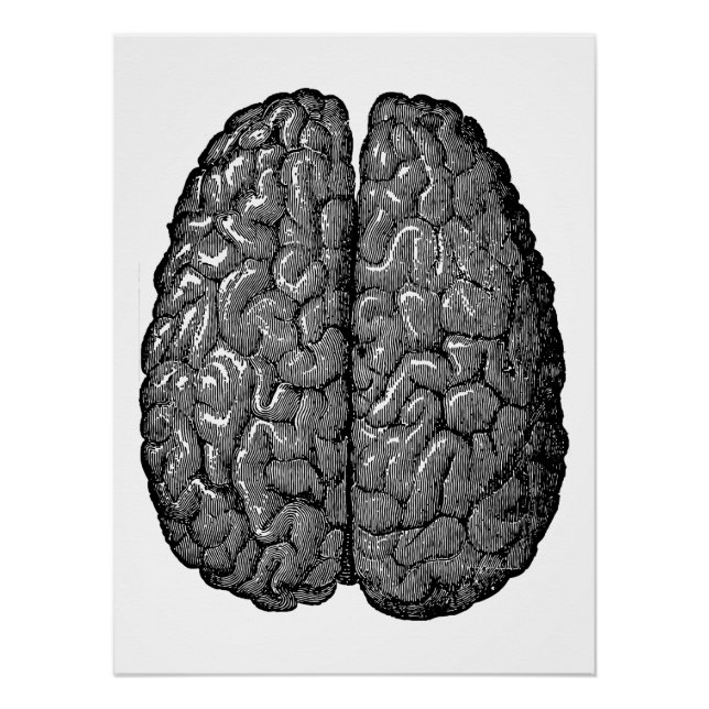 Póster Ilustracion del cerebro humano vintage (Anverso)