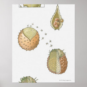 Póster Ilustracion del ciclo de vida de una Selaginella