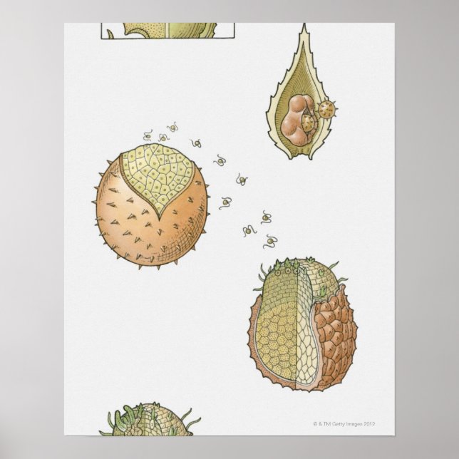 Póster Ilustracion del ciclo de vida de una Selaginella (Frente)