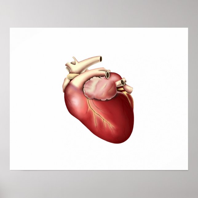 Póster Ilustracion Del Corazón Humano (Frente)