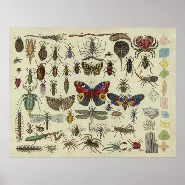 Póster Ilustracion del Diagrama de Insectos Vintage (1834 (Frente)