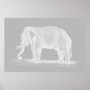 Póster Ilustracion del Elephant Blanco Vintage de los año