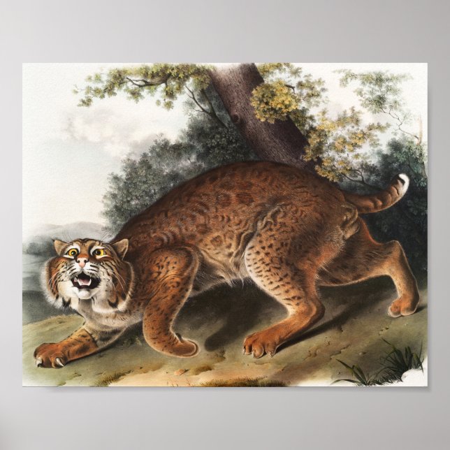 Póster Ilustracion del gato salvaje estadounidense (Lynx  (Frente)