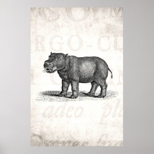 Póster Ilustracion del Hippopotamus de los 1800s del