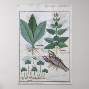 Póster Ilustracion del 'libro de las medicinas simples