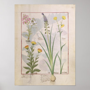 Póster Ilustracion del 'libro de las medicinas simples
