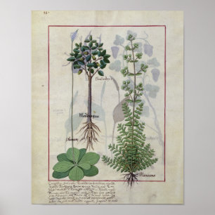 Póster Ilustracion del "libro de las medicinas simples" 2