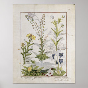 Póster Ilustracion del "libro de las medicinas simples" 2