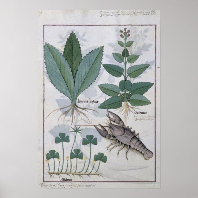 Póster Ilustracion del "Libro de Medicinas Simples" (Frente)