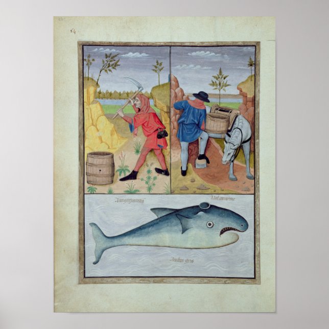 Póster Ilustracion del "Libro de Medicinas Simples" (Frente)