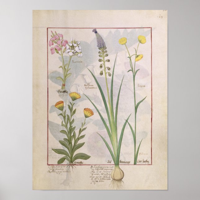 Póster Ilustracion del "Libro de Medicinas Simples" (Frente)