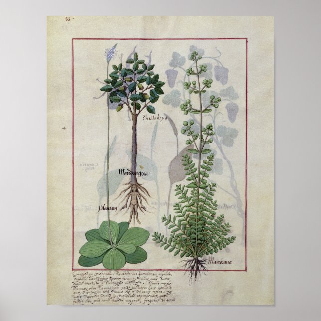 Póster Ilustracion del "Libro de Medicinas Simples" 2 (Frente)