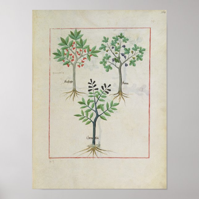 Póster Ilustracion del "Libro de Medicinas Simples" 2 (Frente)