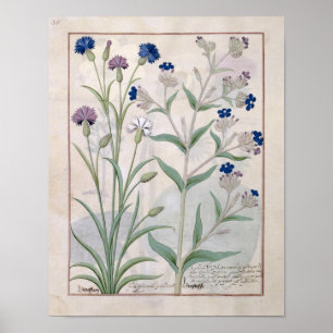 Póster Ilustracion del "Libro de Medicinas Simples" 3