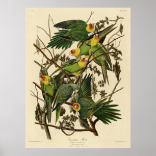 Póster Ilustración del loro de Carolina de Audubon