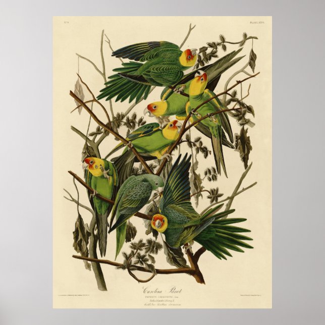 Póster Ilustración del loro de Carolina de Audubon (Frente)