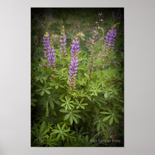 Póster Ilustración del Lupine