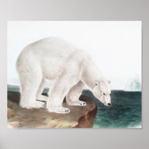 Póster Ilustracion del oso polar (Ursus maritimus)