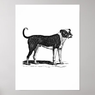 Póster Ilustracion del perro del bulldog de los 1800s del