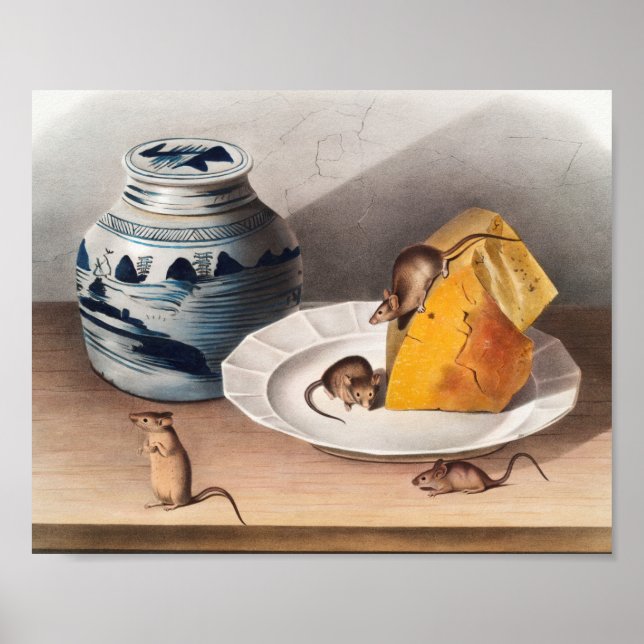 Póster Ilustracion del ratón (Mus-musculus) (Frente)