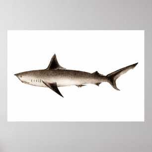 Póster Ilustracion del tiburón del vintage - plantilla