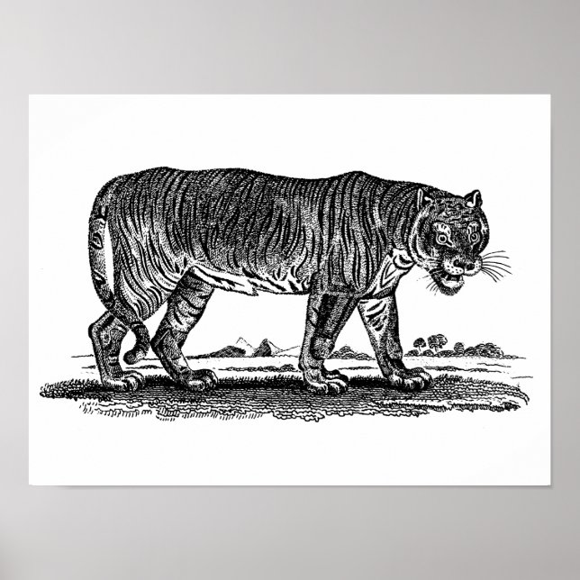 Póster Ilustracion del tigre de época - Los tigres africa (Frente)