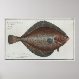 Póster Ilustracion del vintage de un pescado de la