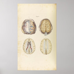 Póster Ilustracion del vintage del cerebro humano