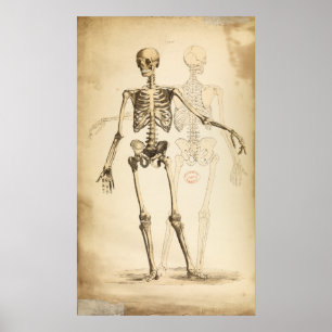 Póster Ilustracion del vintage del esqueleto humano