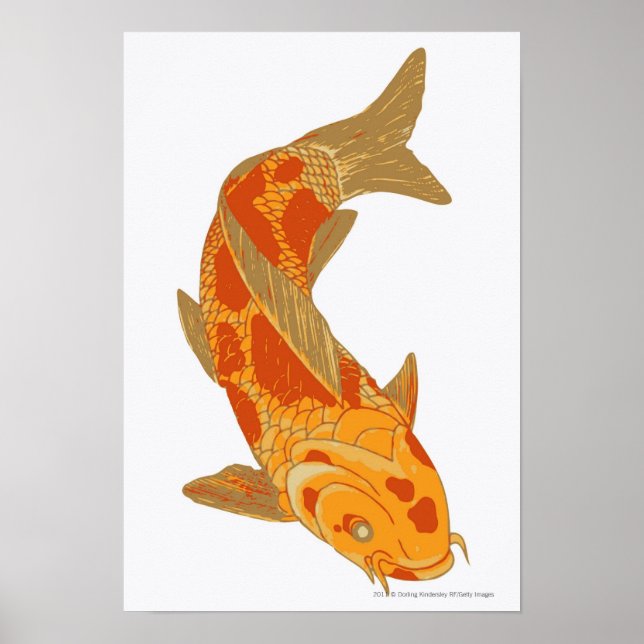 Póster Ilustracion digital de la carpa de Koi (Frente)