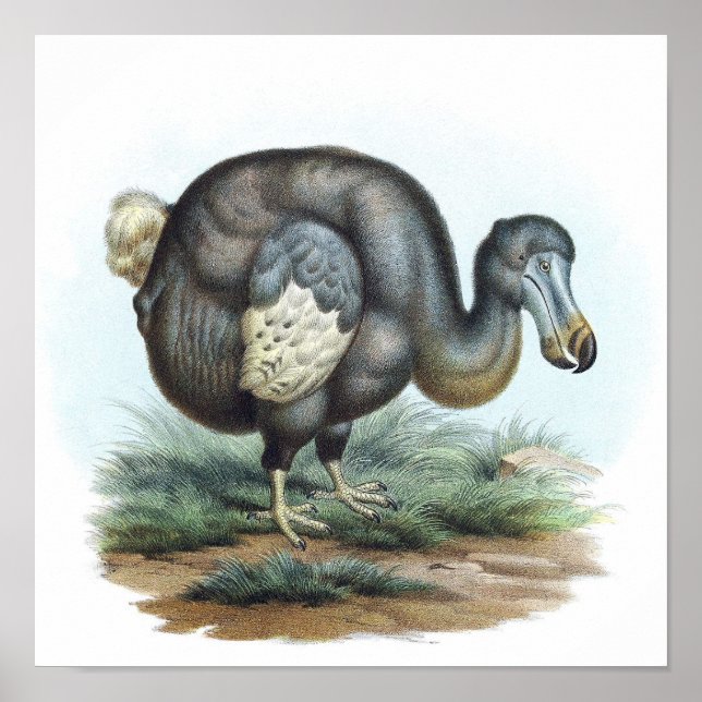 Póster Ilustracion Dodo Bird (Frente)