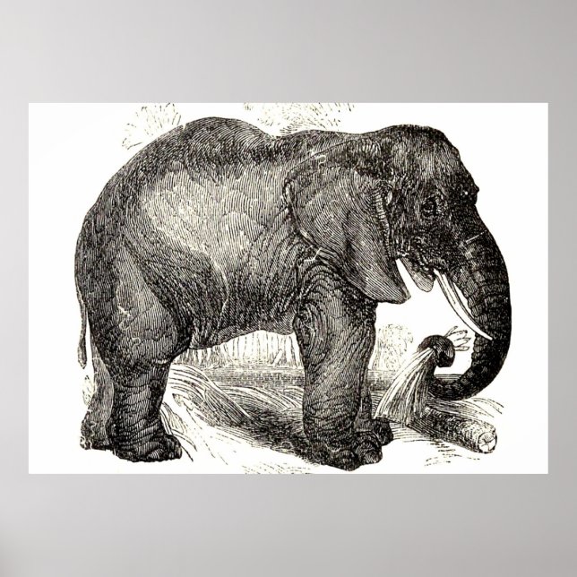 Póster Ilustracion Elefante Vintage (1891) (Frente)