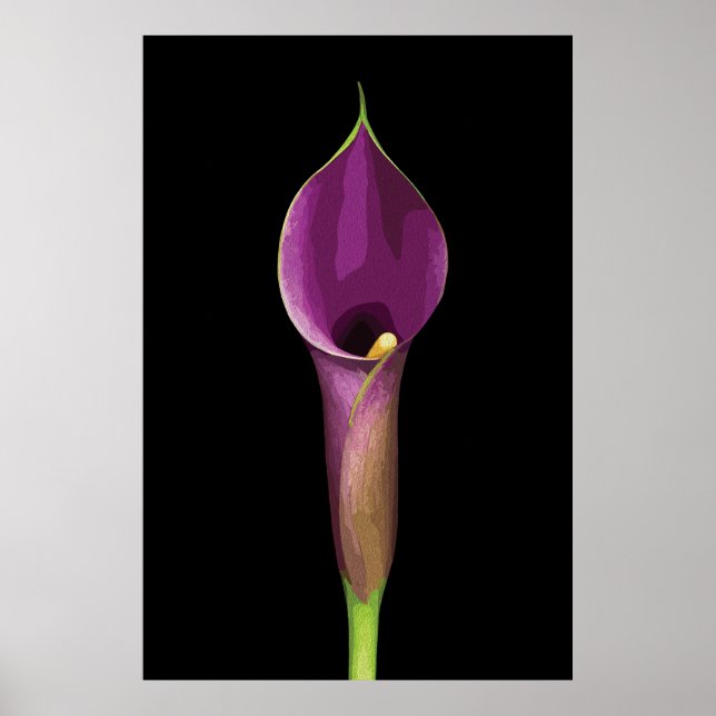 Póster Ilustracion Elegante Purple Calla Lily (Frente)