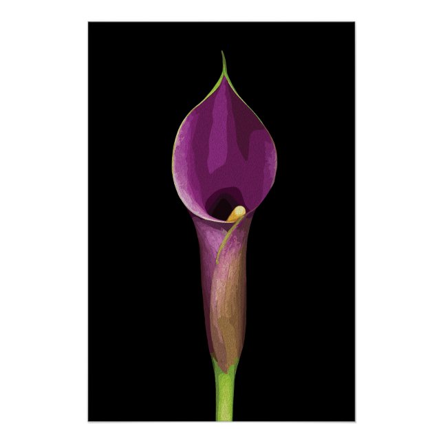 Póster Ilustracion Elegante Purple Calla Lily (Anverso)