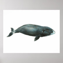 Ilustración en acuarela de ballena de Groenlandia