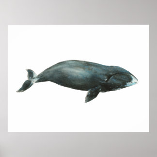 Póster Ilustración en acuarela de ballena de Groenlandia