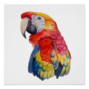 Póster Ilustración en Acuarela de Loro Colorido