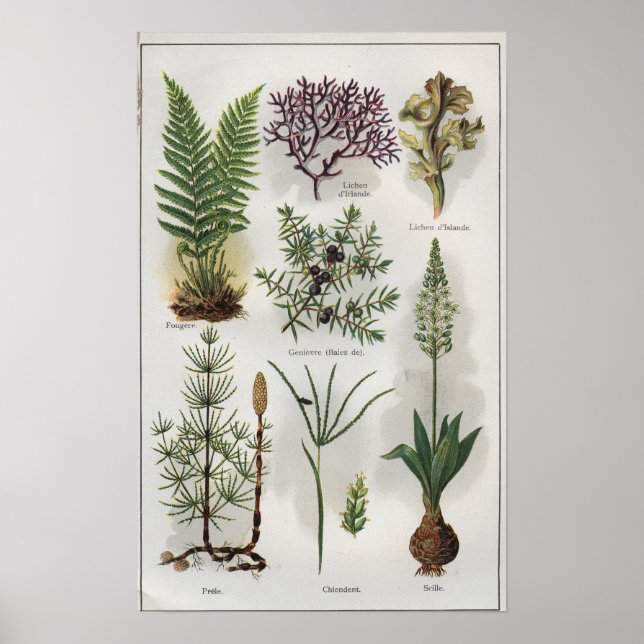 Póster Ilustracion en "MON DOCTEUR" (Frente)