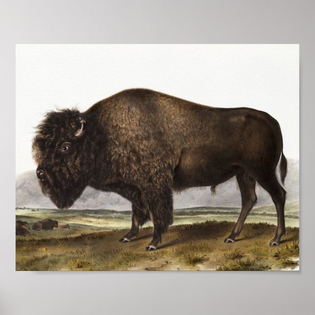 Póster Ilustracion estadounidense Bison (Bos Americanus) (Frente)