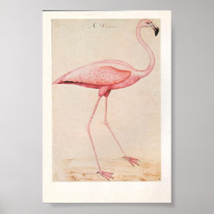 Póster Ilustracion Flamingo de época