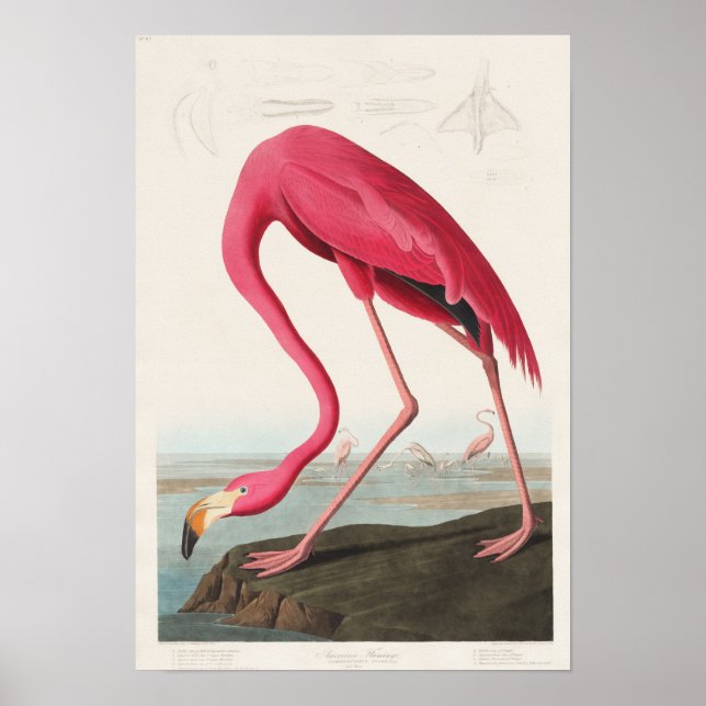 Póster Ilustracion Flamingo Vintage (Frente)